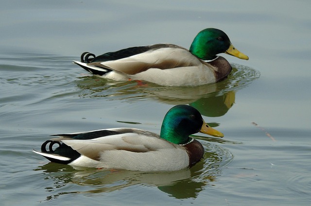 Når du sidder fast: Smarte strategier til svære krydsord